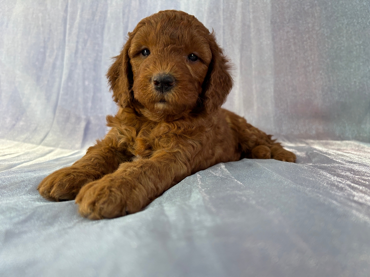 Male F1b Miniature Goldendoodle Puppy for Sale DOB 3-1-2026 $1200
